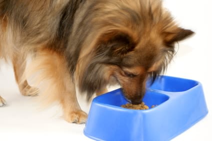 Industrielle ou maison : quelle alimentation pour le chien