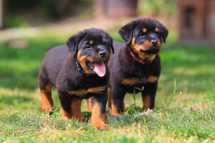 Fiable et loyal : telle est la vraie nature du rottweiler B