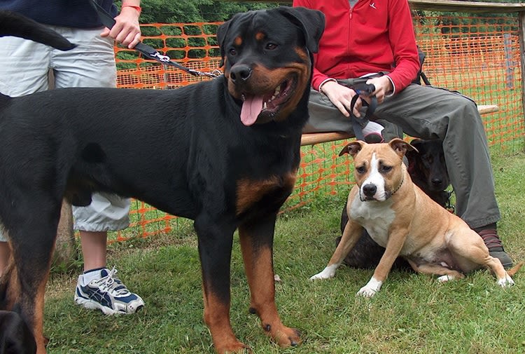 Chiens catégorisés : des maîtres hors la loi malgré eux ?