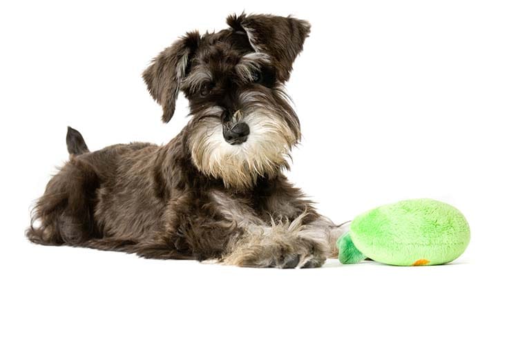 Trois gènes pour le poil des chiens