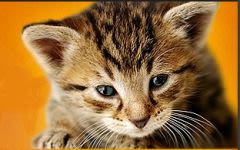 Aéroports : un site sensible pour les chats perdus