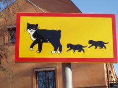 Attention : traversée de chats  !