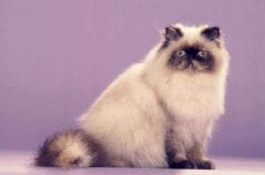 Motif Colour-Point chez le chat: Antagene piste la couleur