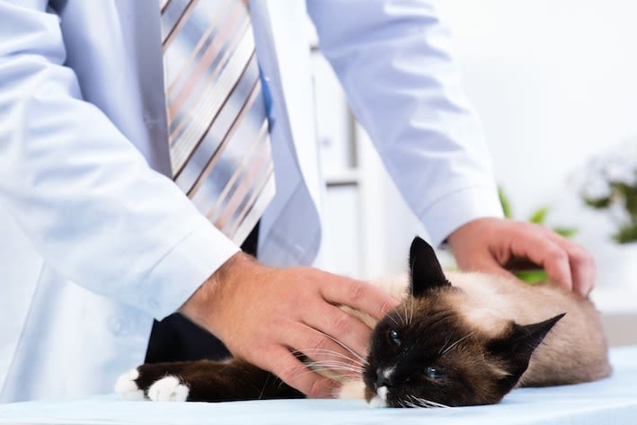 Mon chat est constipé. Que faire ?