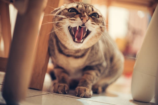 L&rsquo;agressivité chez le chat