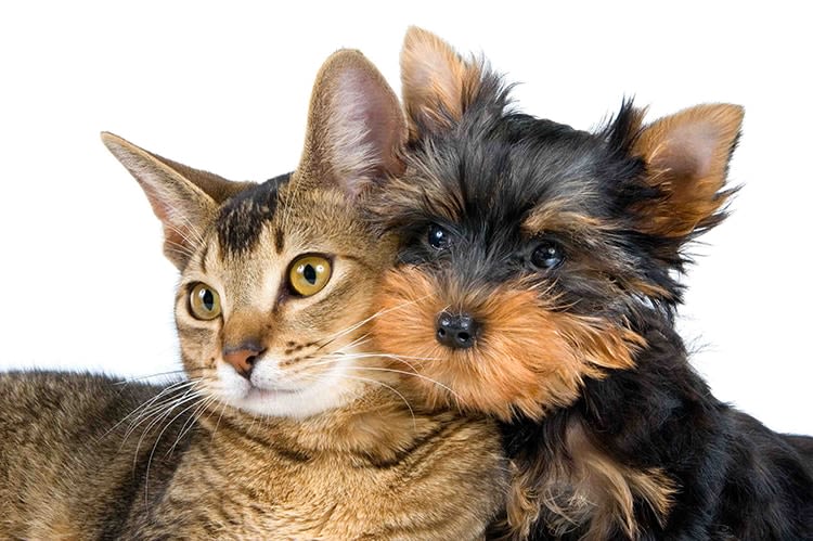 Enquête : le nombre de chiens diminue en France