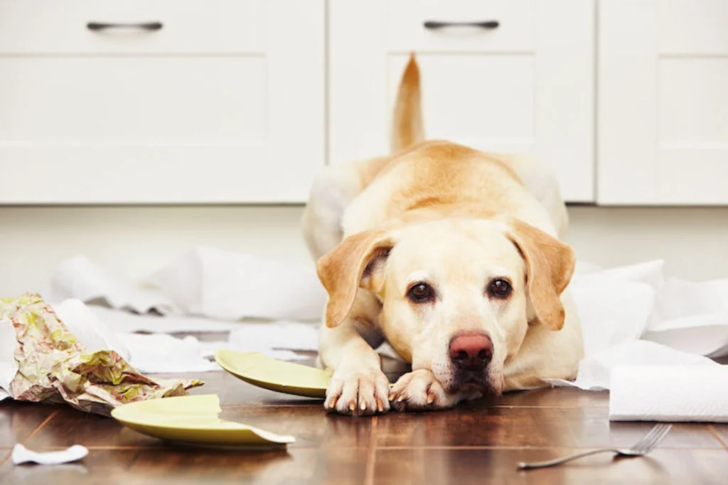 chien_destruction
