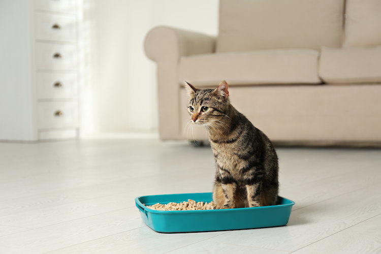 Mon chat est malpropre : pourquoi et que faire ?