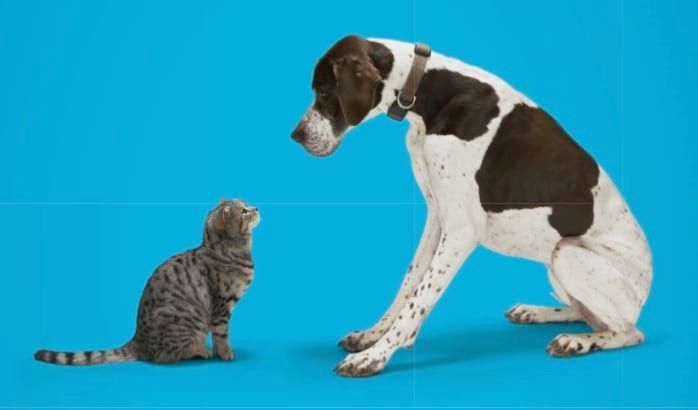 Nouveau traitement contre la douleur chez le chien et chat