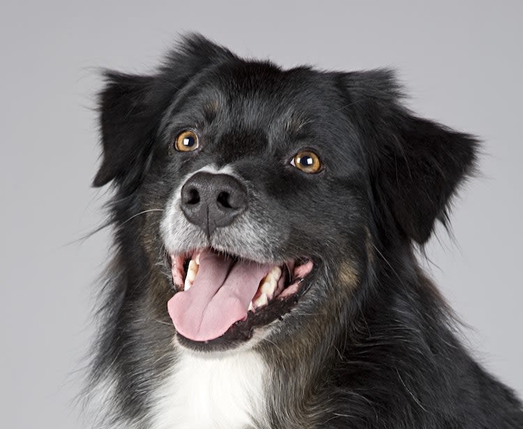 Pourquoi faire appel à un vétérinaire comportementaliste canin ?