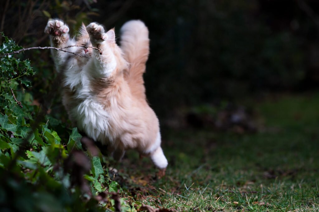 Chat qui saute
