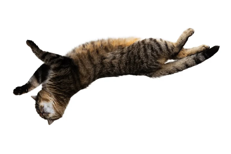 Pourquoi un chat ne retombe-t-il pas toujours sur ses pattes lors d’une chute ?