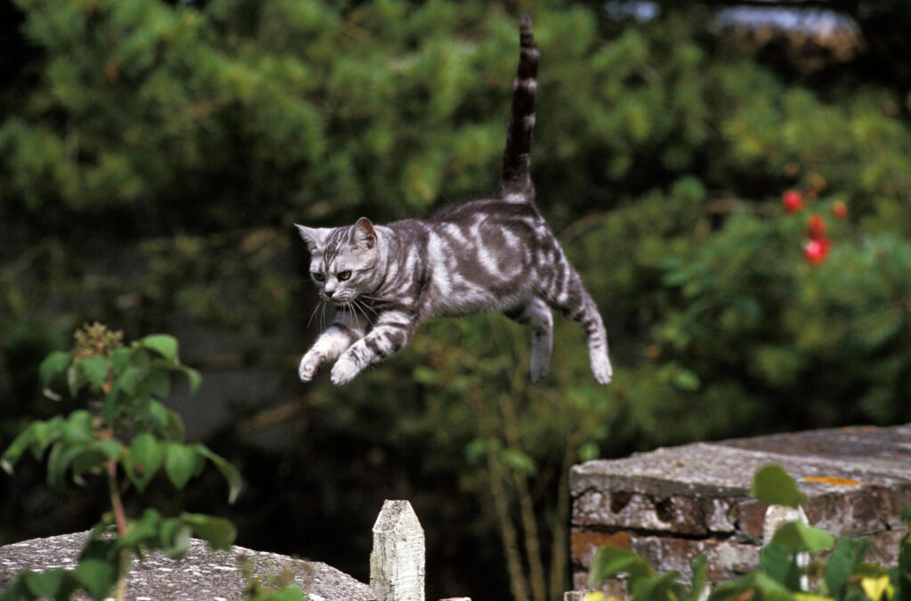 chat qui saute d'un mur