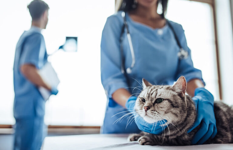 Mon chat est-il malade : quand consulter le vétérinaire ?