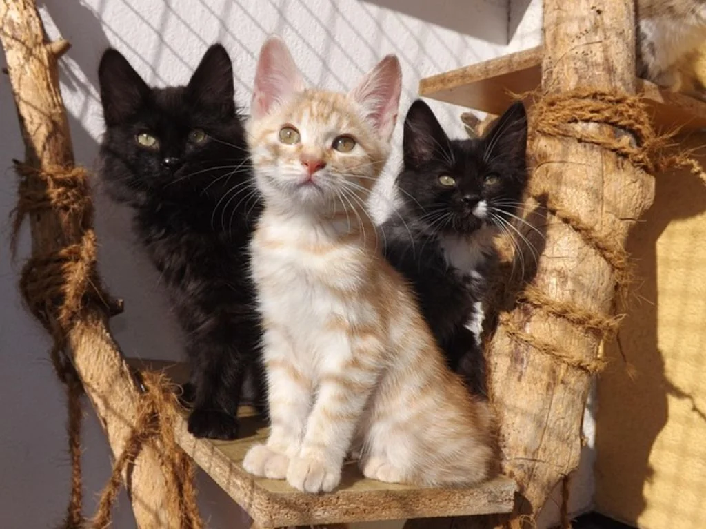 Chaton japonais