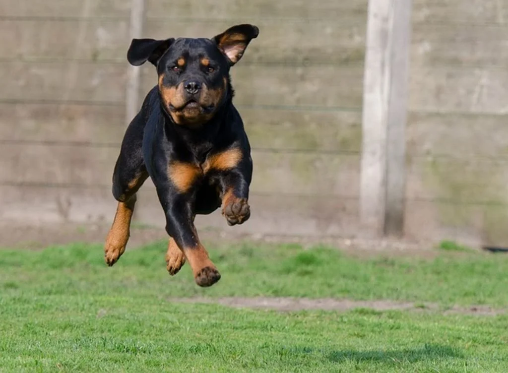 Chien dit dangereux