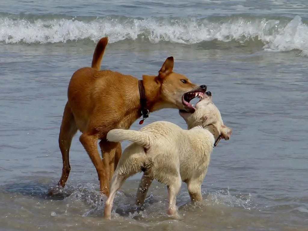 Chien qui attaque
