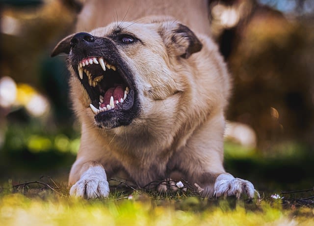 Quels sont les chiens les plus mordeurs ?