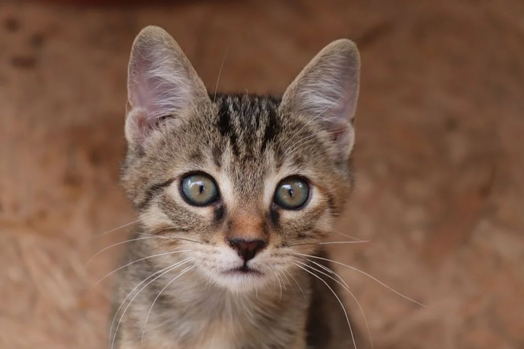 Oreilles de chat