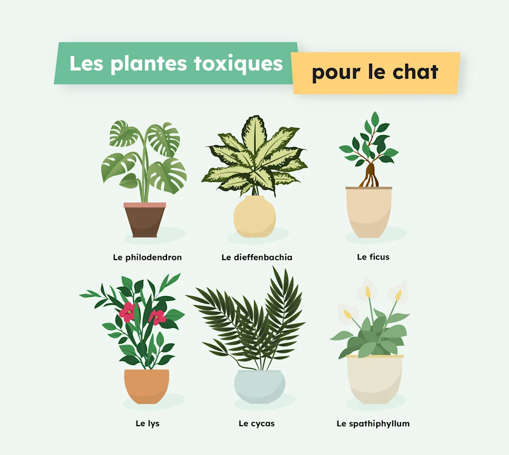 plante toxique chat