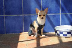 Chiens « mini » : un engouement géant