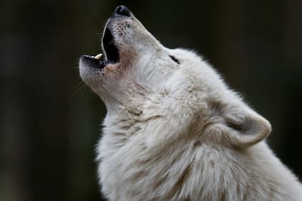 Mon chien a t-il le droit d’aboyer ?