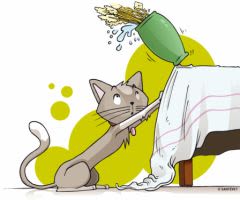 Accidents domestiques chez le chat : prenez les devants