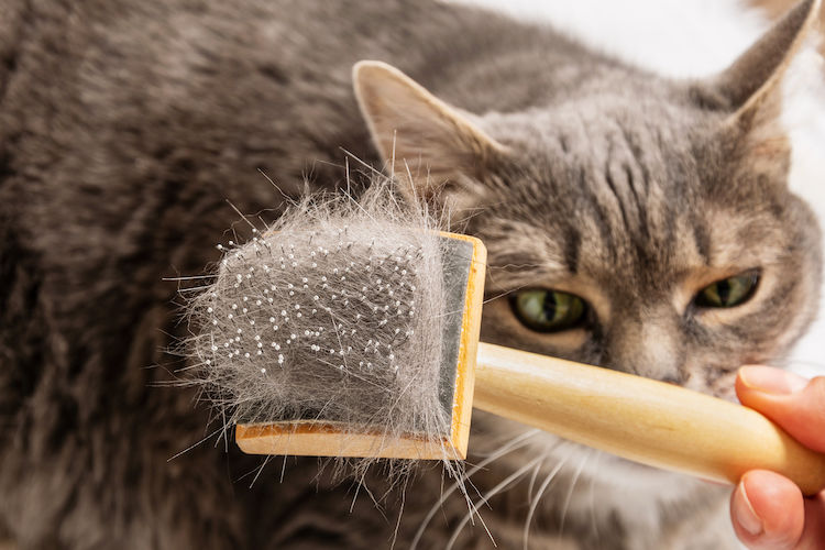 Mue du chat : questions réponses