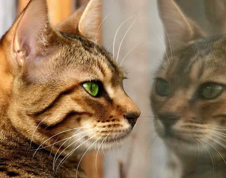 SantéVet Cat Indoor, l&rsquo;assurance des chats d&rsquo;intérieur