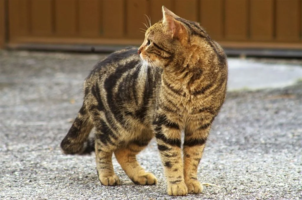 chat errant