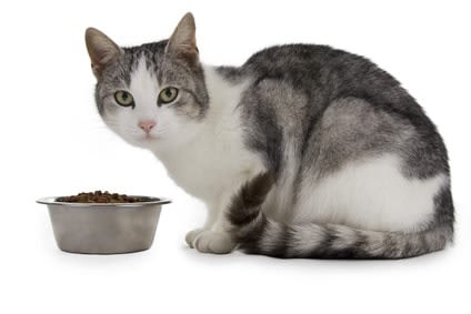 Alimentation du chat : tenir compte du stade physiologique