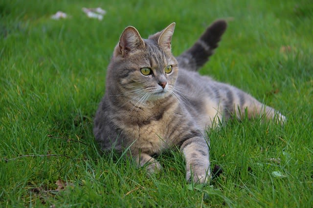 Quel prix pour un chat ? Le vrai budget à prévoir