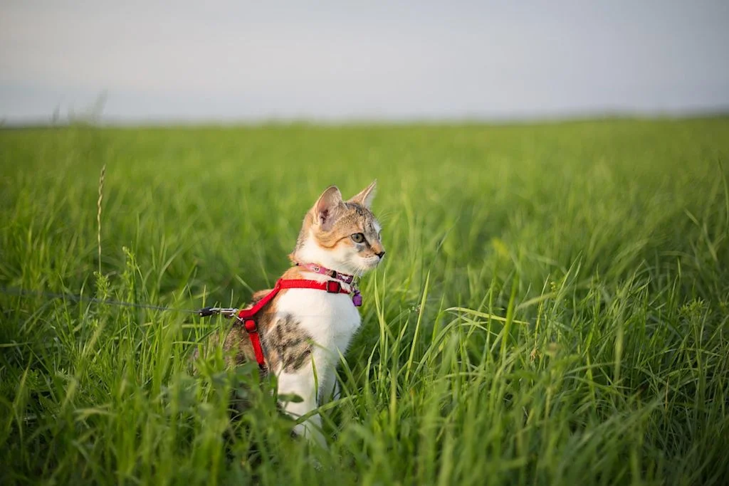 chat harnais