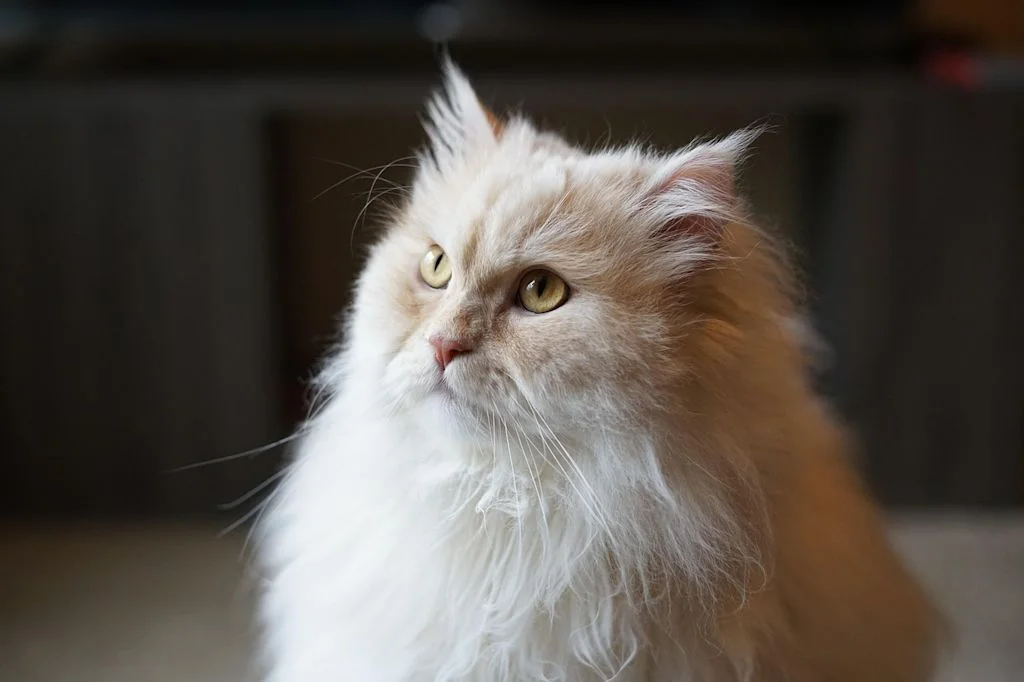chat poils longs roux et blanc