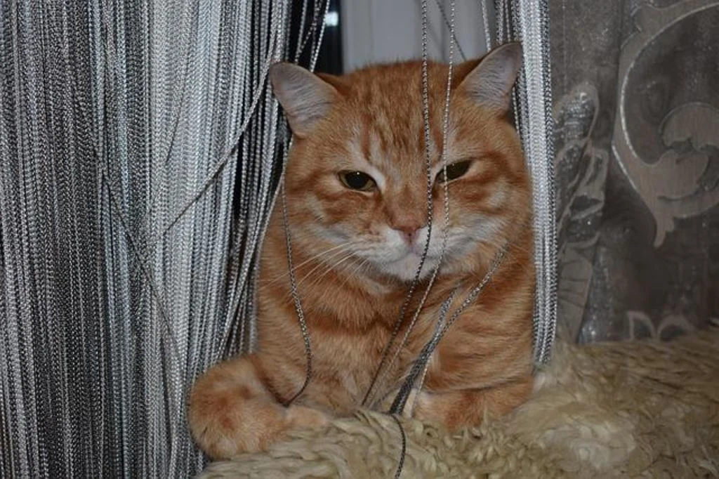 chat tire les rideaux