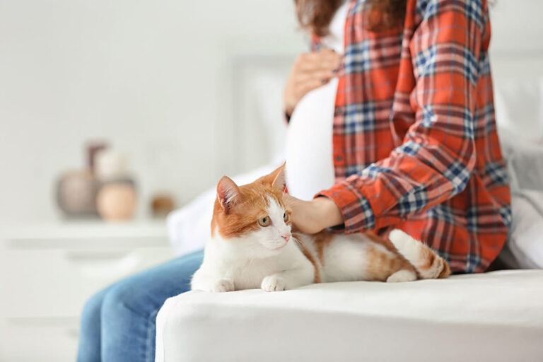 Toxoplasmose et typhus du chat : quels risques ?