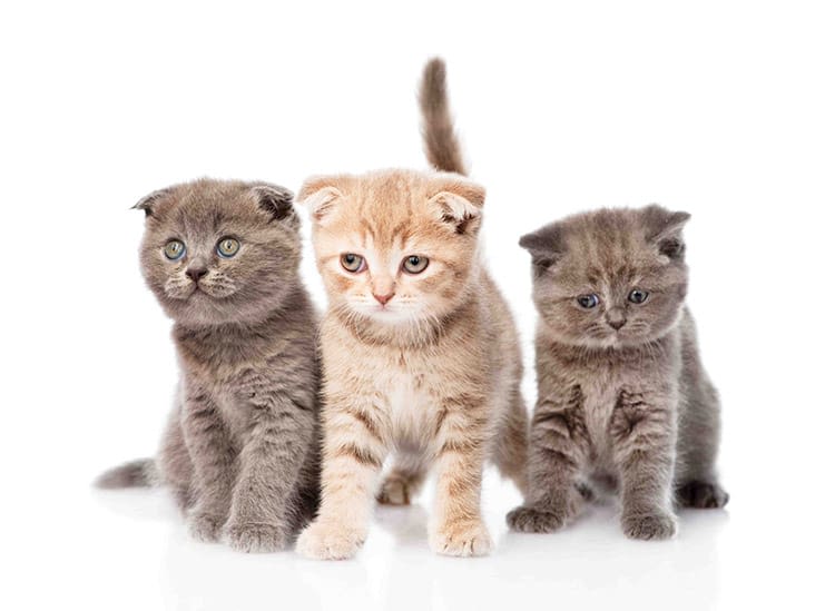 Chat de race : mode d’emploi