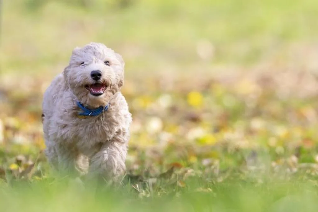 chien avec sollier