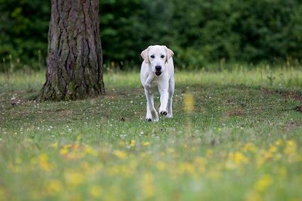 Le sixième sens chez le chien : mythe ou réalité ?