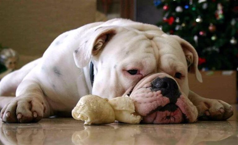 Chien malade, chat malade : quel comportement adopter ?