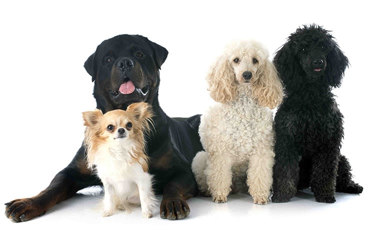 Chien : qu’est-ce qu’un standard de race ?