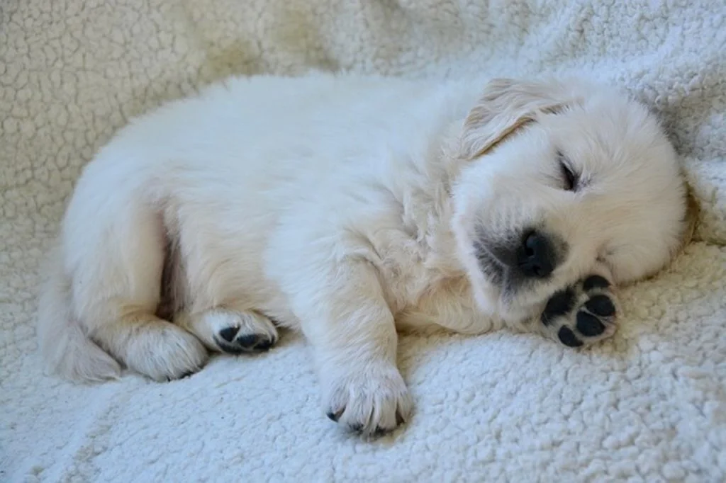 chiot qui dort1