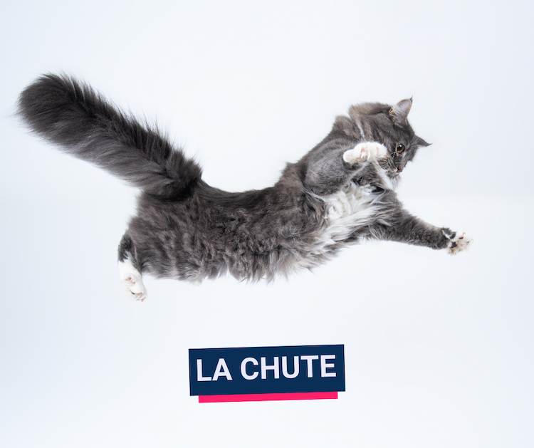 Chutes : un chat ne retombe pas toujours sur ses pattes
