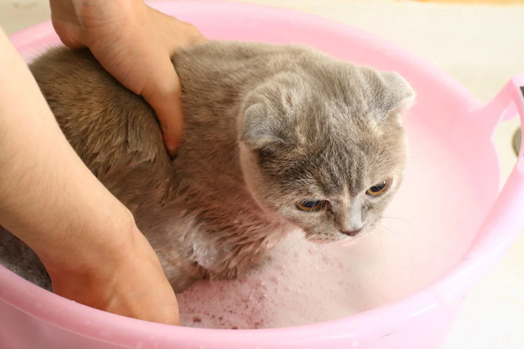 comment_laver_son_chat