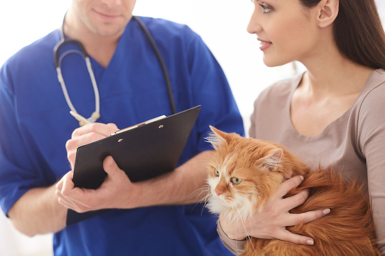 Pourquoi un vermifuge pour votre chat est essentiel ?