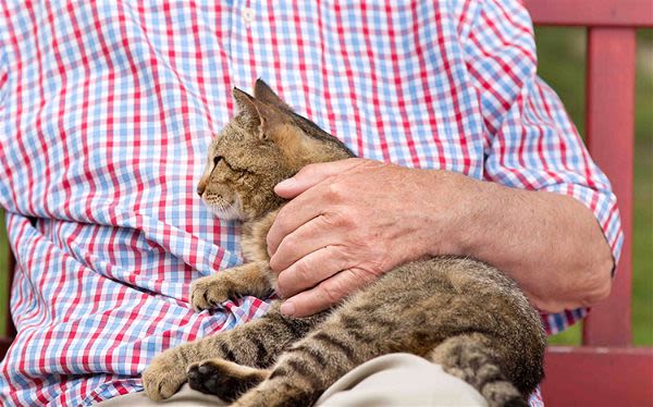 Ronronnements, mouvements de queue… : le chat nous parle