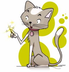 Griffes, yeux, dents, oreilles: les soins courants du chat