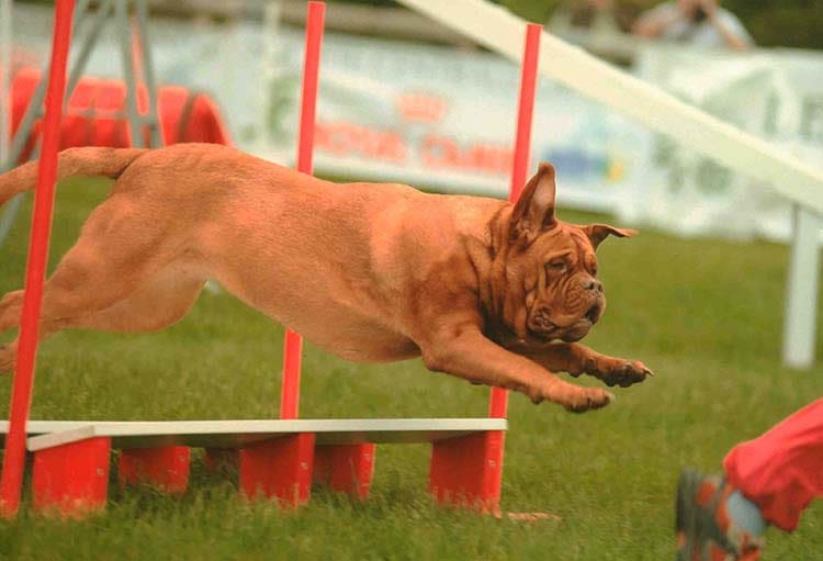 L’Agility : un sport pour tous les chiens