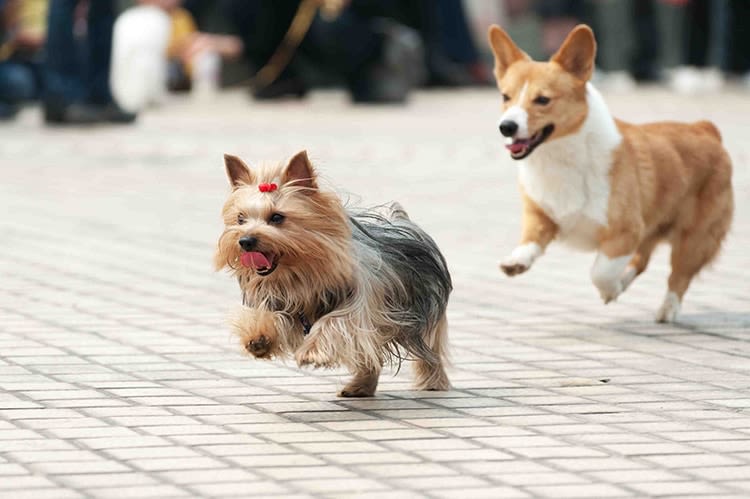 Petits chiens : éduquez-les comme des grands !