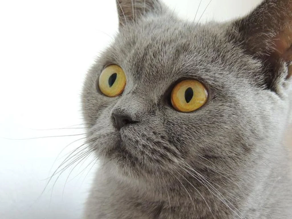 faire peur au chat
